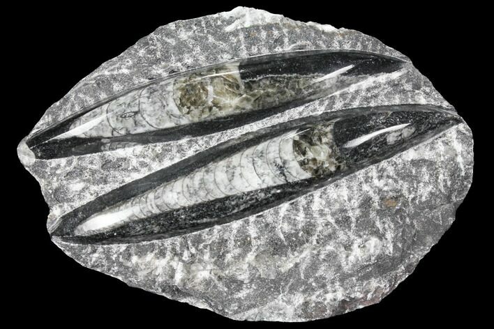 Polished Orthoceras (Cephalopod) Fossils - Morocco #96644